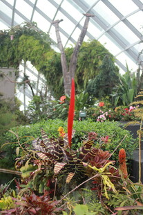 温室中的多彩奇异植物