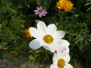 多彩花卉绽放于绿意间