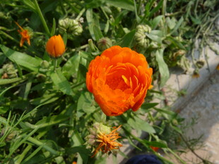 娇艳橙色花朵绽放草丛