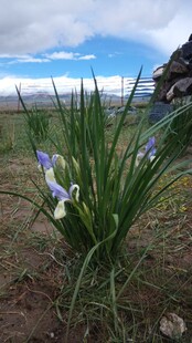 野外绽放的紫色鸢尾花