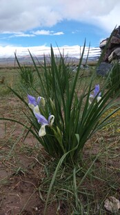 野外绽放的紫色鸢尾花