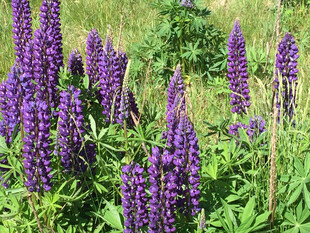 紫色羽扇豆花绽放美景