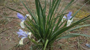 蓝花绿叶的美丽鸢尾植物
