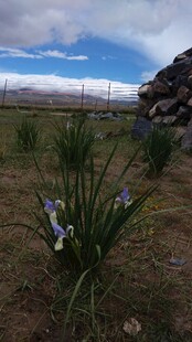 草原上绽放的蓝紫色小花