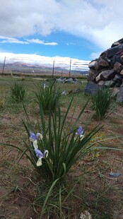 草原上绽放的蓝紫色花朵