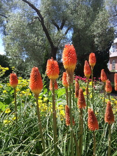 鲜艳火炬花绽放于花丛中