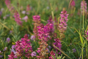 粉色野花绽放于绿草间