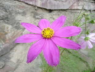 娇艳粉色波斯菊特写