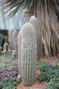 高大仙人掌与多彩植物景观