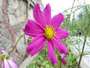 娇艳粉色格桑花绽放