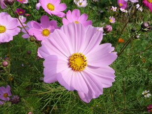 美丽波斯菊绽放于草地