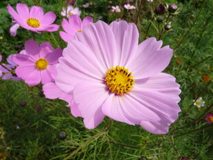 美丽波斯菊绽放于草地