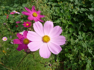 美丽波斯菊绽放于绿野