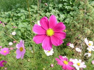 多彩波斯菊绽放草丛间