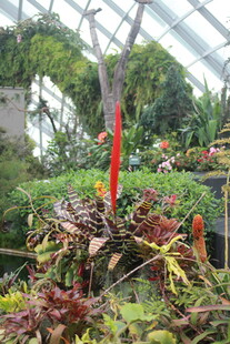 温室中的多彩植物景观