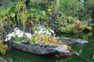 水上绿植景观 自然之美