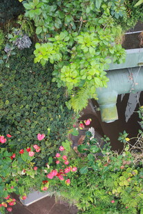 绿植繁花装点的生机角落