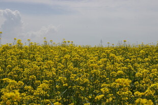金黄油菜花田 春日美景