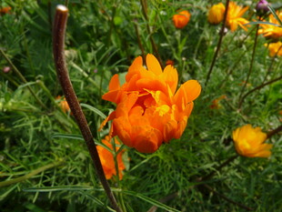 橙色花朵绽放于草丛中
