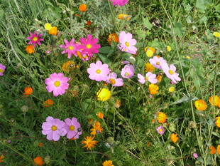 多彩野花绽放于绿草地