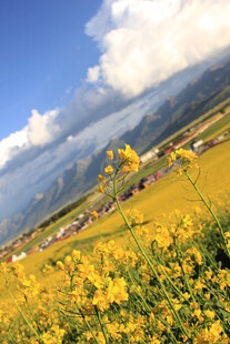 金黄花海与远山蓝天美景