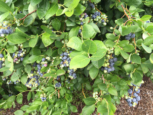 繁茂蓝紫色浆果植物景观