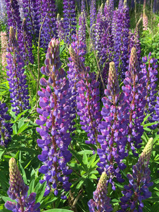 紫色羽扇豆花绽放