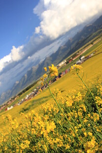 金黄花海映衬壮美山峦