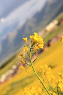 田野间的灿烂黄色小花