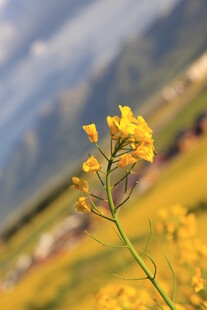 田野中的黄色小花