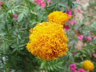 鲜艳万寿菊绽放于花丛中