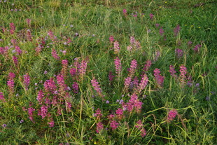 粉色野花绽放于绿野间