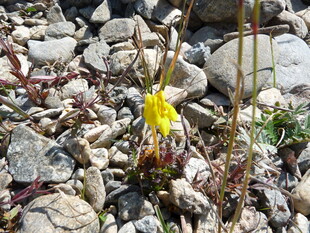 石缝中的黄色小花