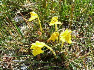 草地上的黄色小花