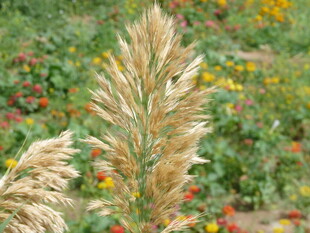 田野中的金黄狗尾草