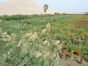 田野中的多彩花卉景观