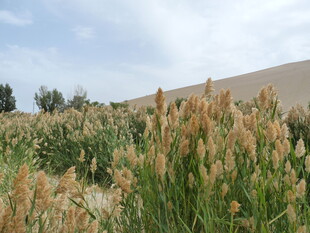 田野中的茂盛芦苇景观