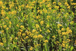 金黄灿烂的野花盛放景象