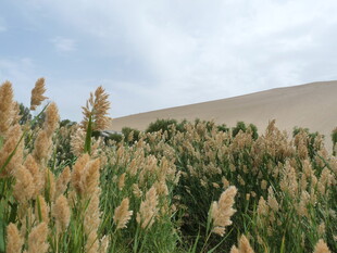沙漠中的蓬勃芦苇