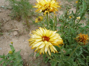 野外绽放的黄色美丽花朵
