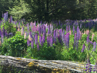林间紫色羽扇豆花田