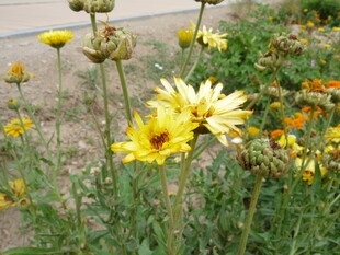 阳光下的灿烂黄色小花