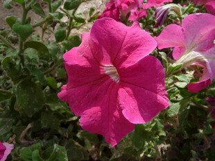 娇艳粉色矮牵牛花