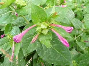 粉色金银花特写