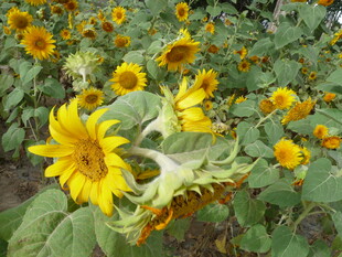 向日葵花海中的灿烂花朵