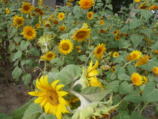 向日葵花田绽放美景
