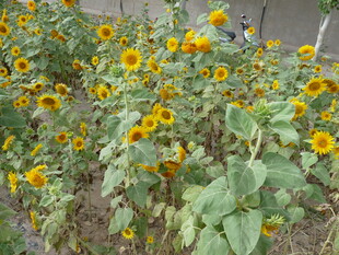 向日葵花田绽放的美丽