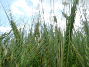 麦田绿意 生机盎然