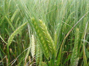 翠绿麦田中的饱满麦穗