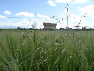 广袤麦田中的小屋